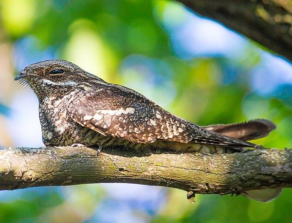 Whippoorwill (Schwarzkehl-Nachtschwalbe)